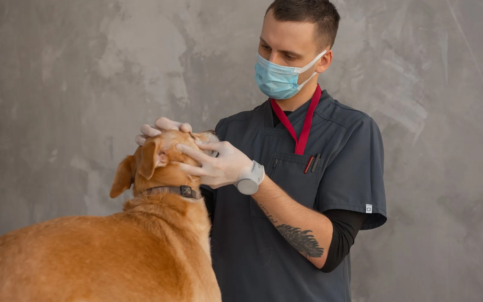 Assurance santé animale